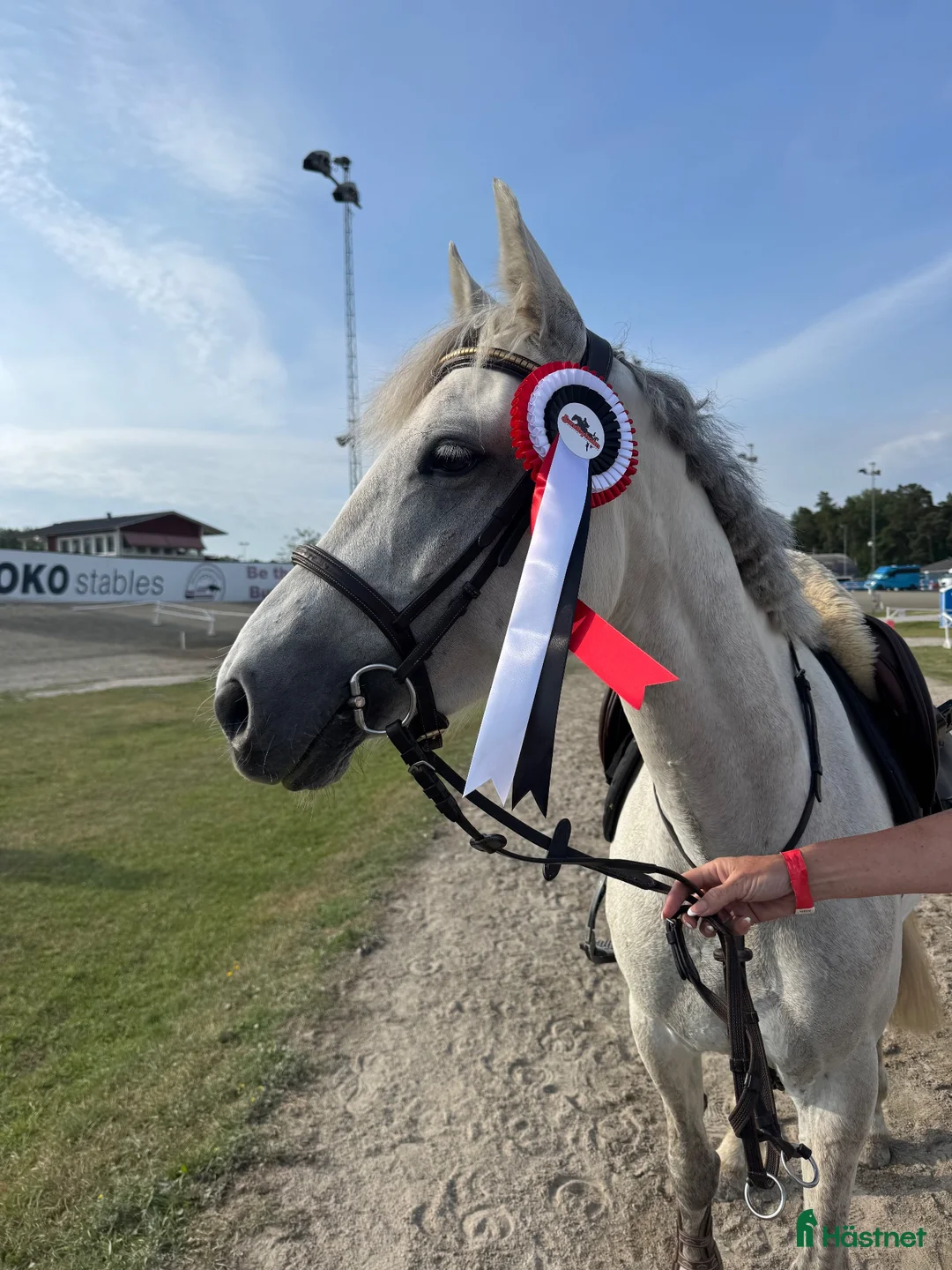 Hoppning hästar till salu: Ungponny med hjärta av Guld  - Annons 3