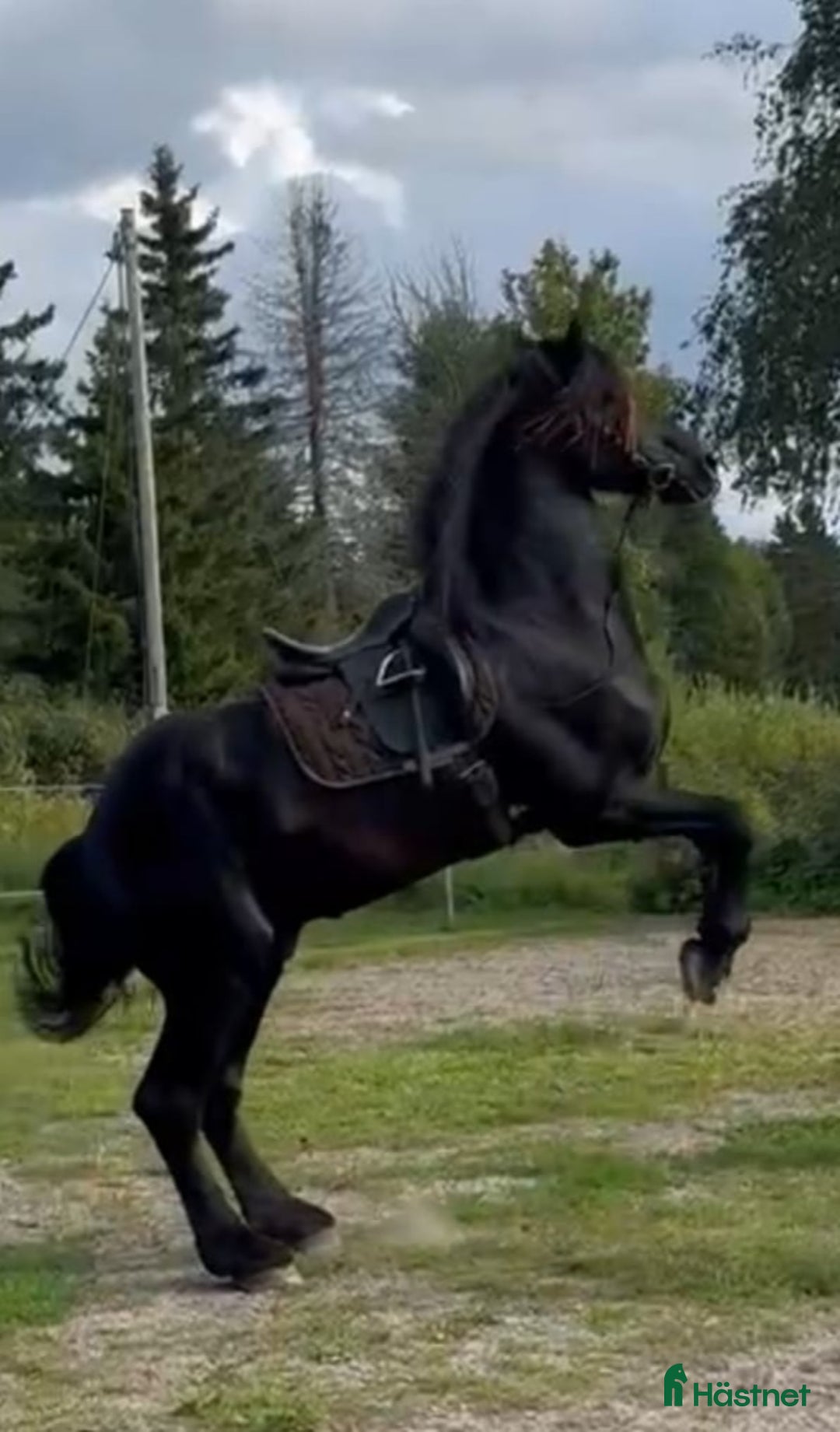  medryttarhäst finnes: Medryttare sökes till frieserhingst - Annons 2