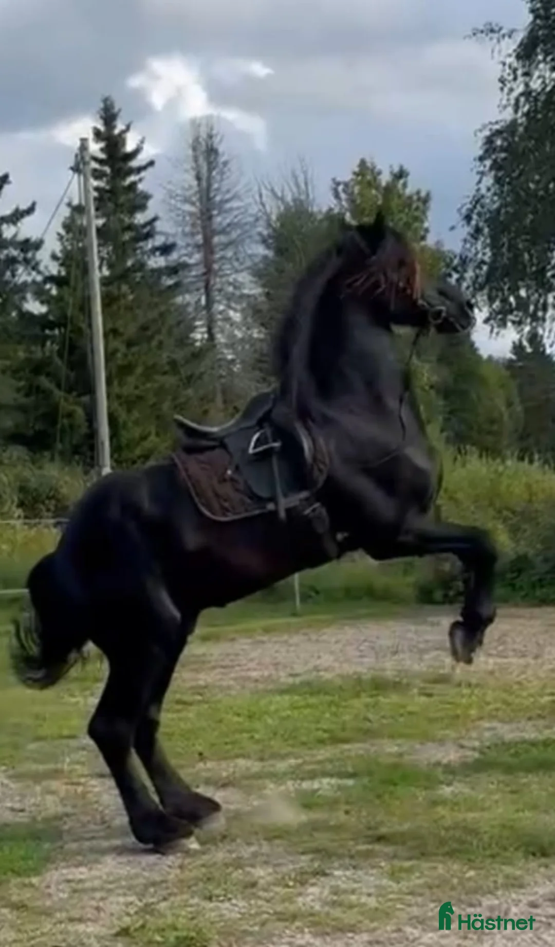  medryttarhäst finnes: Medryttare sökes till frieserhingst - Annons 2