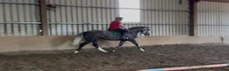 Allround hästar till salu: Irish Draught gelding 168cm - Annons 22