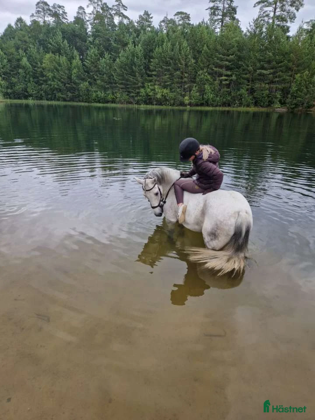 Allround hästar till salu: Fin Läromästare🌟 i Ronneby - Annons 6