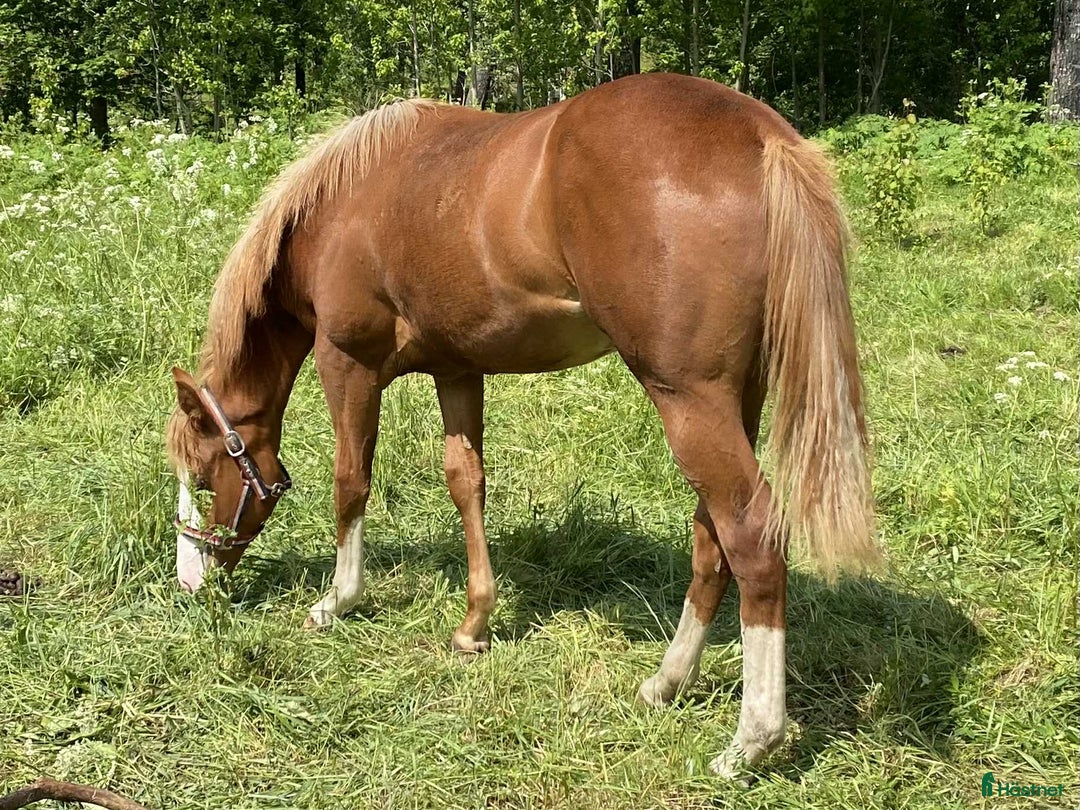 Western hästar till salu: Flashigt Reiningsto AQHA/APHA i Sävsjö - Annons 1
