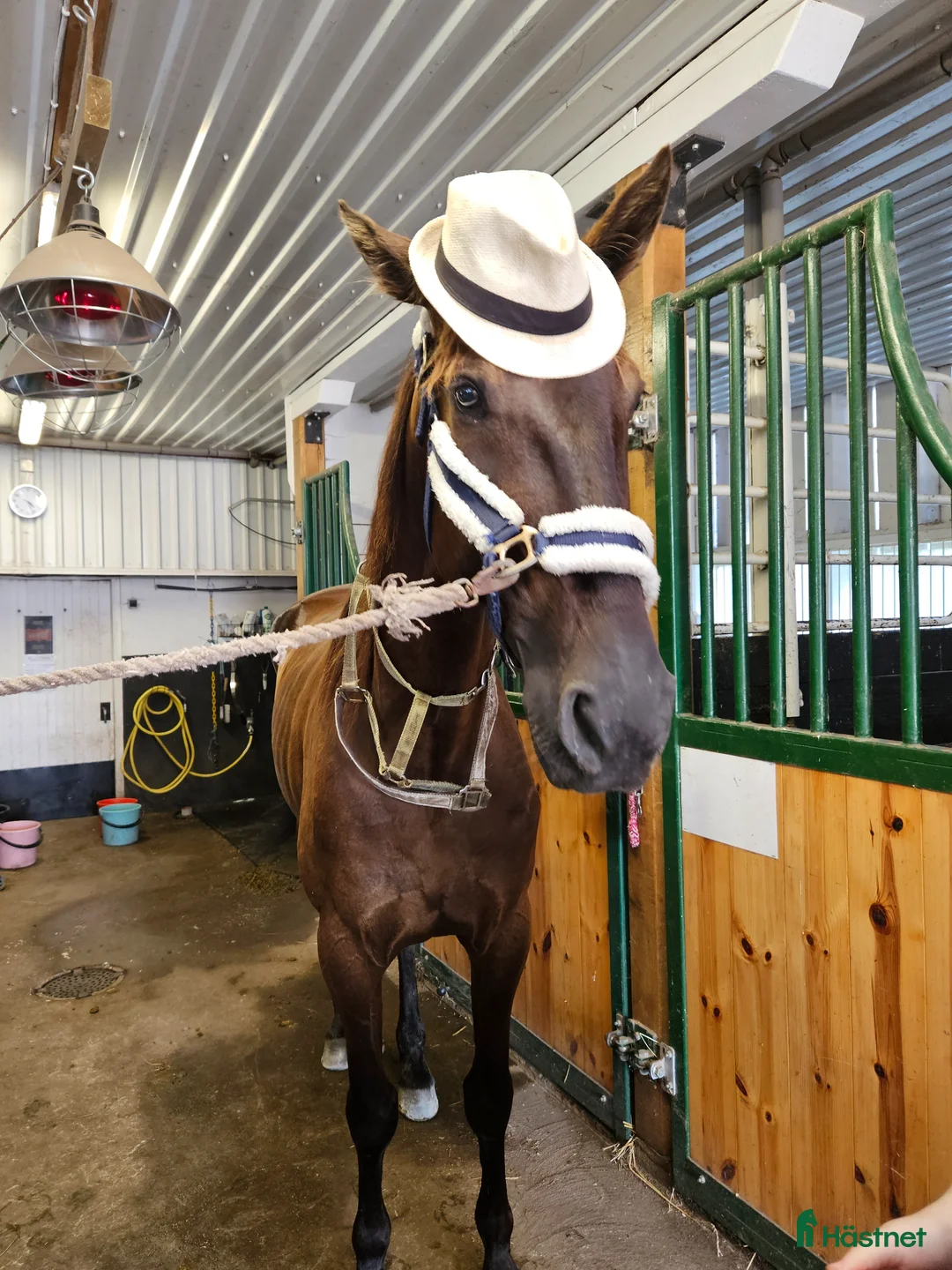 Galleribild {{count}}