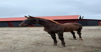  hästar i Sunnansjö - Annons 3