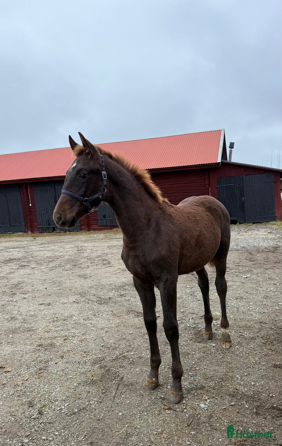 Dressyr hästar till salu: Magiskt fin Hingst ✨ i Sunnansjö - Annons 3