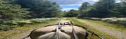  stallplats finnes: Lösdrift - Annons 3