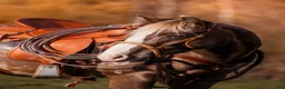 Western hästar till salu:  2,5-årigt sto med potential (PoA / AQH) i Kristinehamn - Annons 6