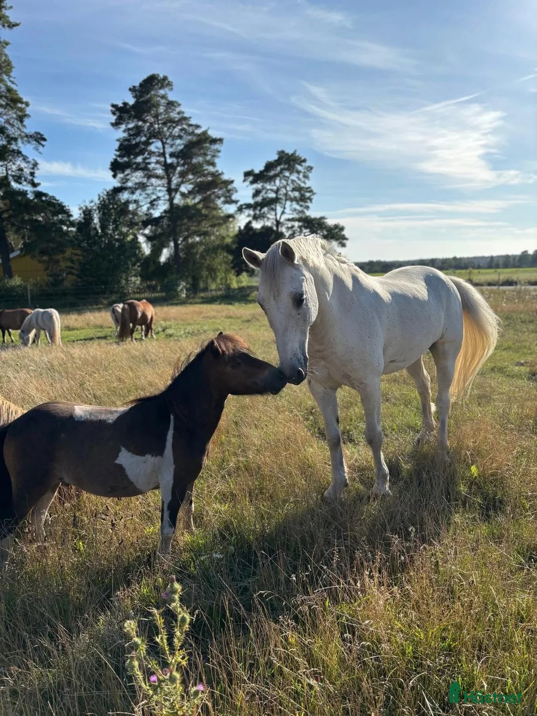 Allround hästar till salu: Supermysig barnponny - Annons 2