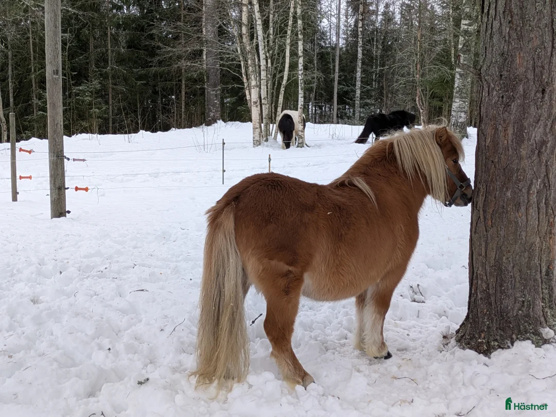 Allround hästar till salu: Trevlig Avelshingst  i Edsbyn - Annons 2