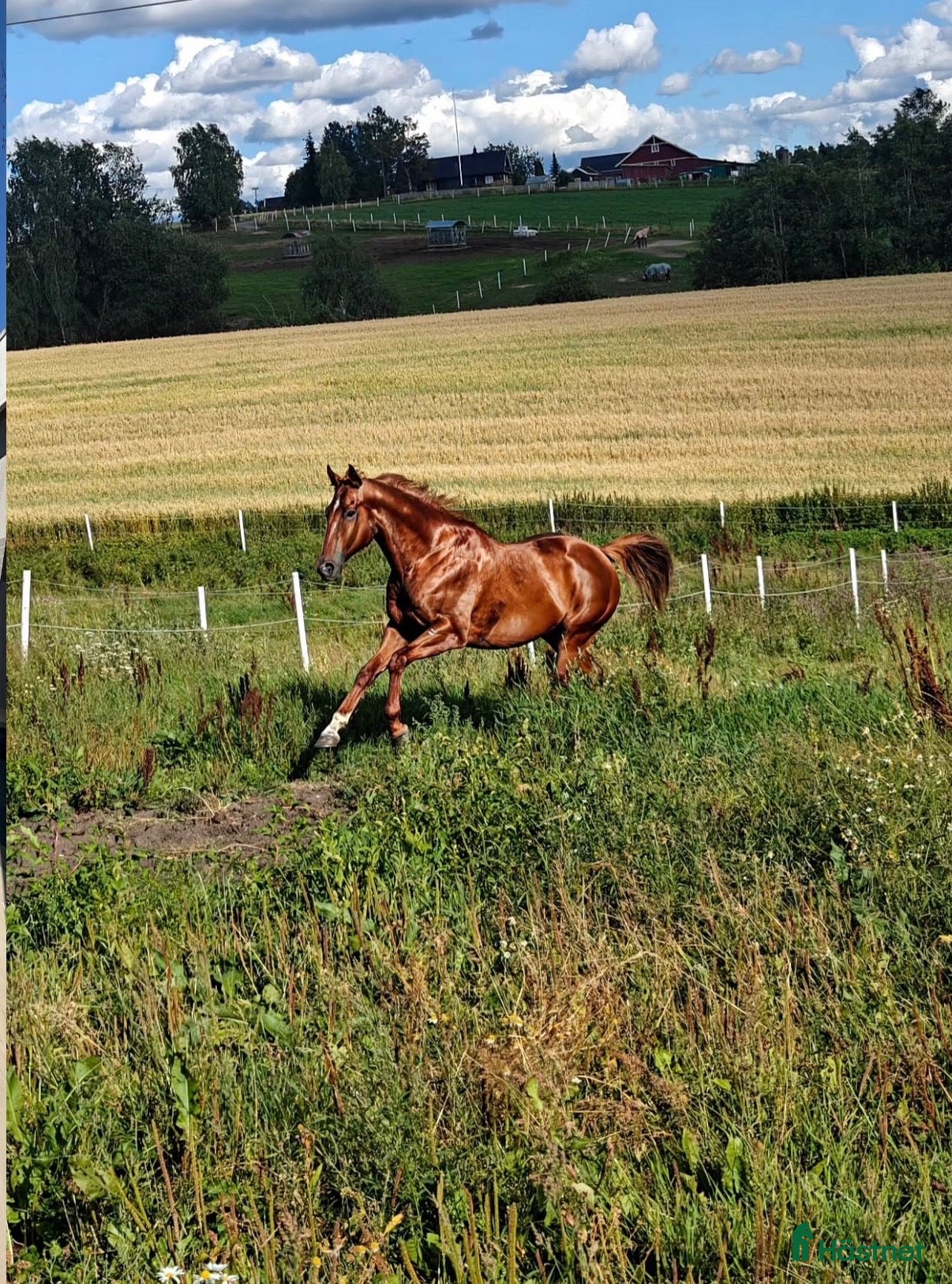  hästar Lekker 4 årig fullblods  - Annons 5