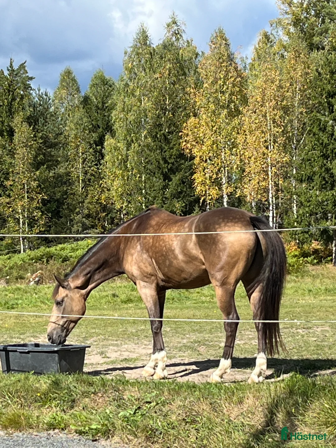 Dressyr hästar till salu: Guldponny för framtiden - Annons 5