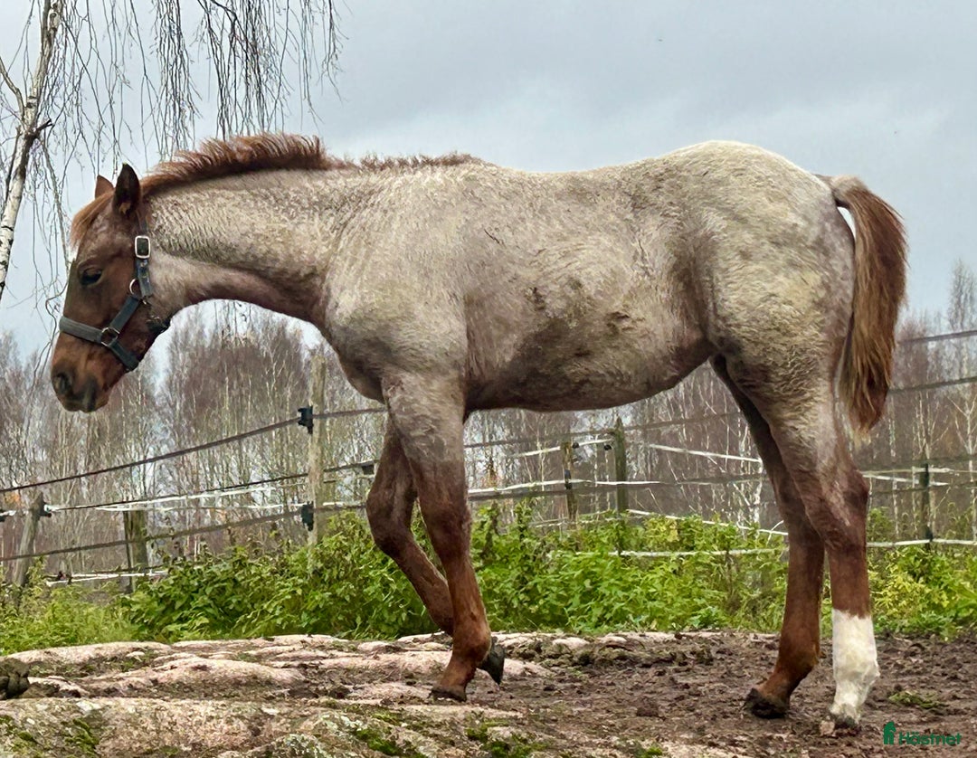 Western hästar till salu: Quarter sto föl i Kristinehamn - Annons 3