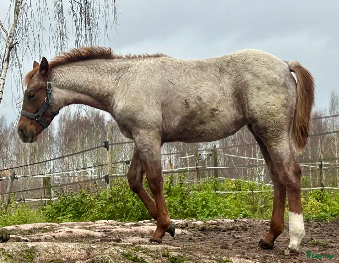 Western hästar till salu: Quarter sto föl i Kristinehamn - Annons 3
