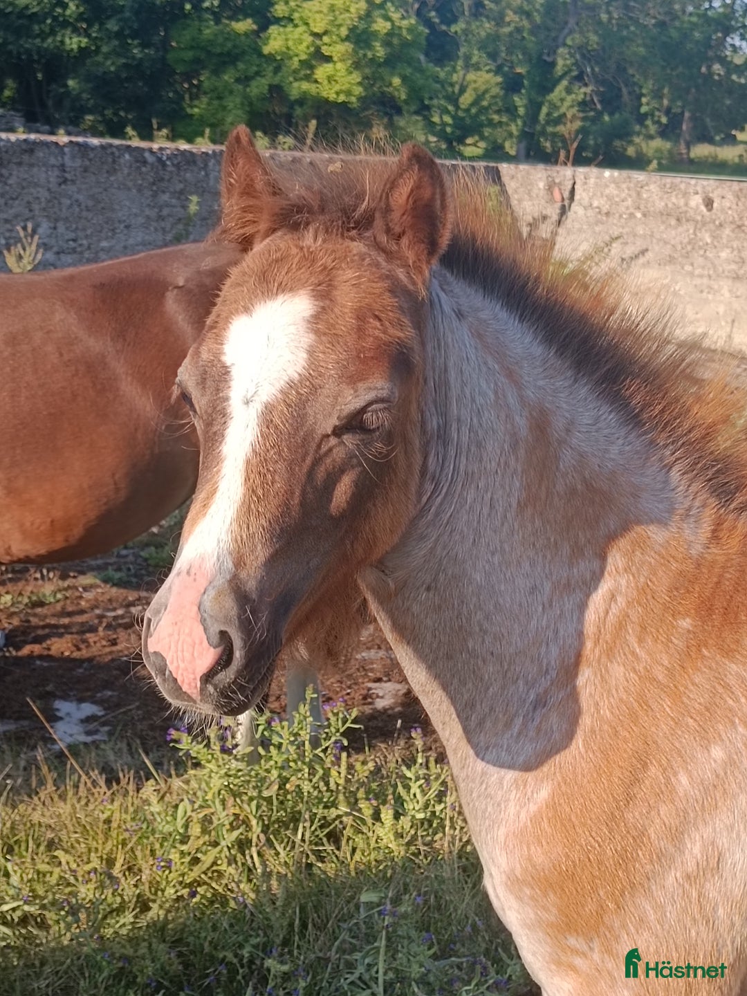 Allround hästar till salu: Welsh mountain hingst  i Borgholm - Annons 7