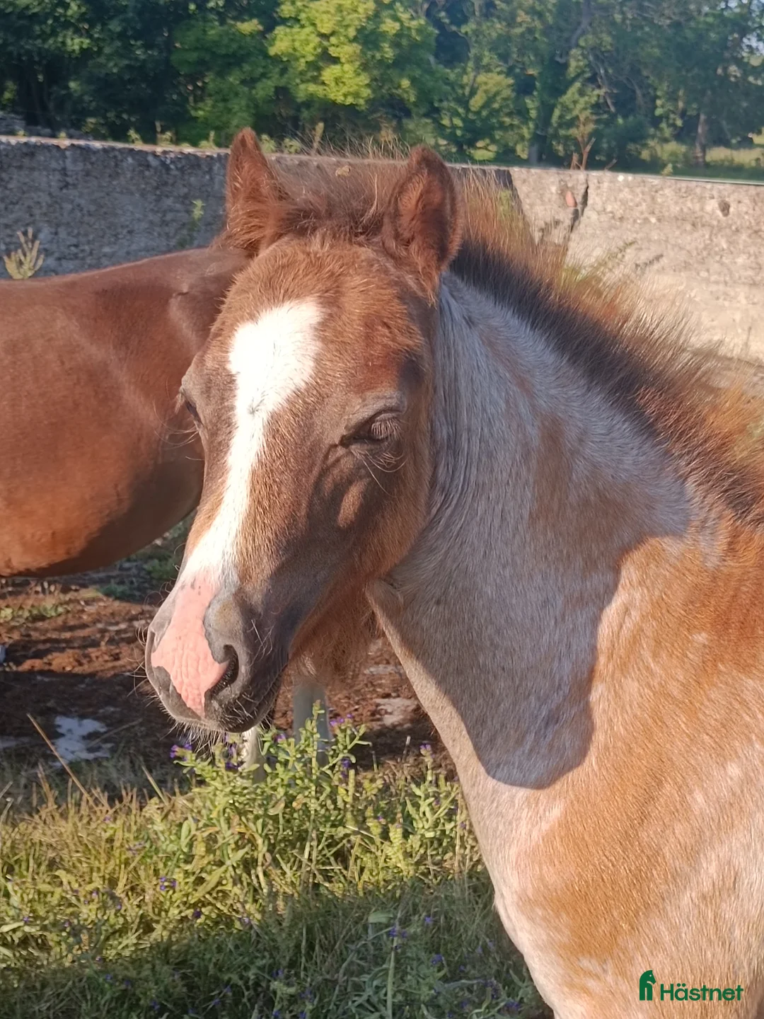 Allround hästar till salu: Welsh mountain hingst  - Annons 13