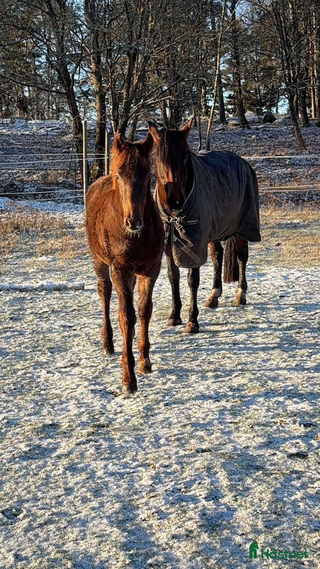  hästar Fantastisk häst för framtiden✨ - Annons 4