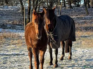 hästar Fantastisk häst för framtiden✨ - Annons 4