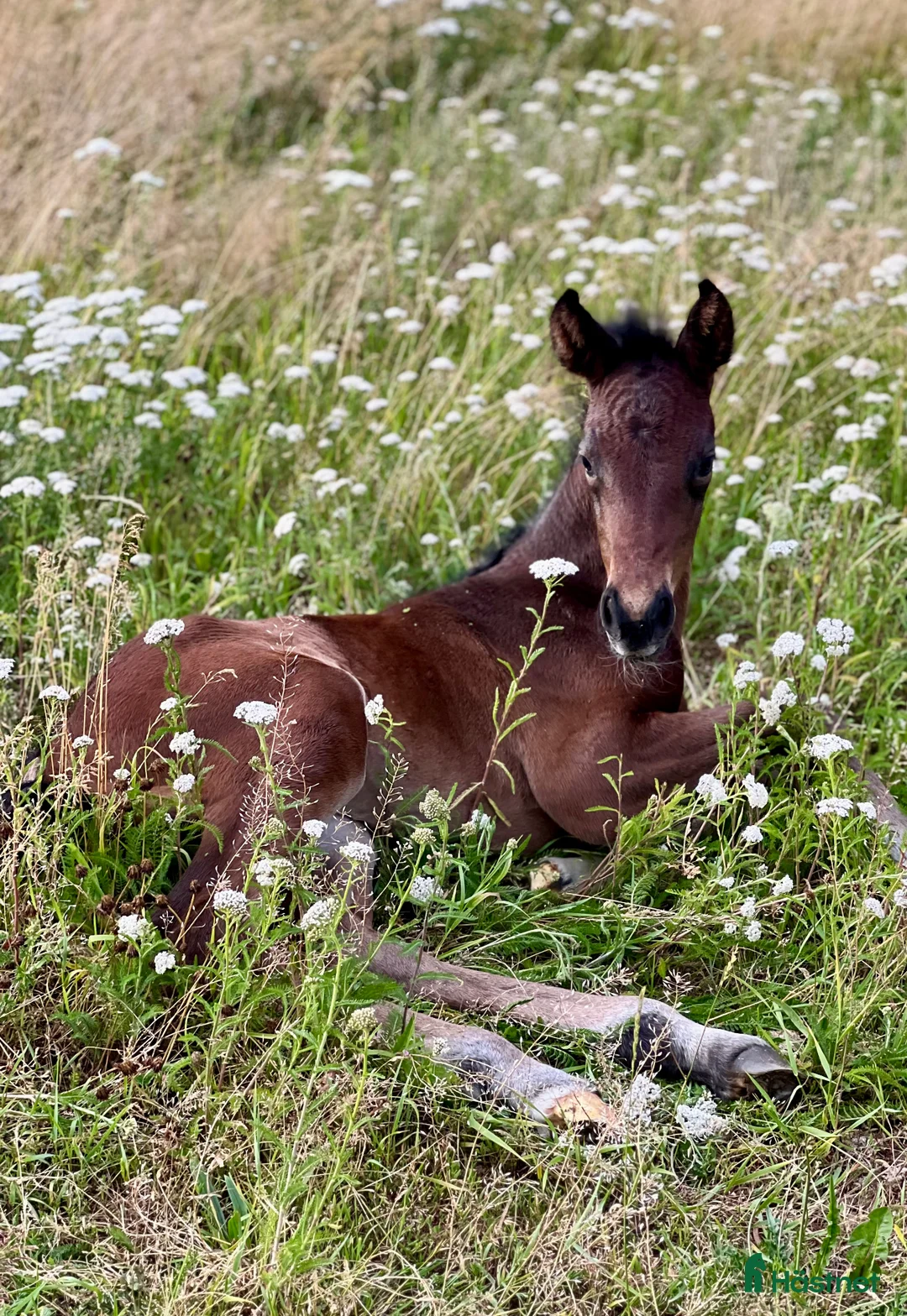 Hoppning hästar till salu: Superfint sto e: Tenor du Gue  i Ludvigsborg - Annons 6