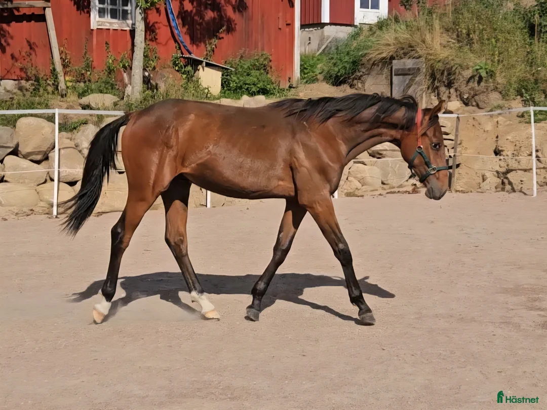 Fälttävlan hästar till salu: Åring med prestationsstark stamtavla i Bottnaryd - Annons 9