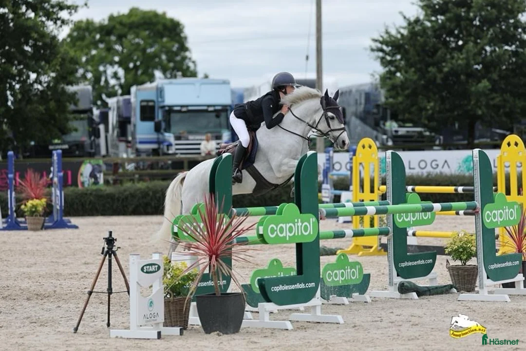 Hoppning hästar till salu: Top 138 showjumping pony Kyle Ace!  i Stockholm - Annons 4