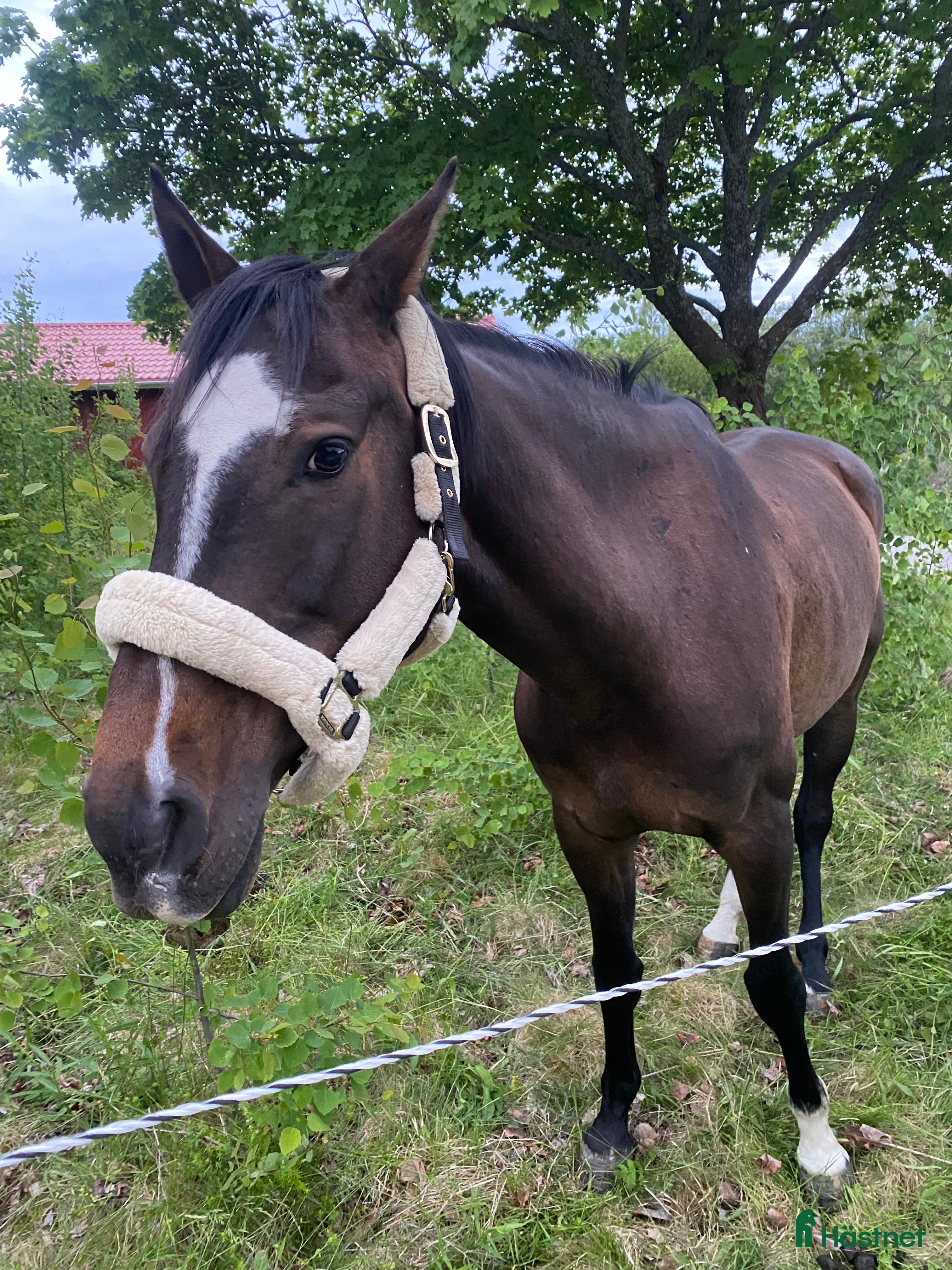  foderhäst Halvblodsto kan lånas ut över vintern  - Annons 2