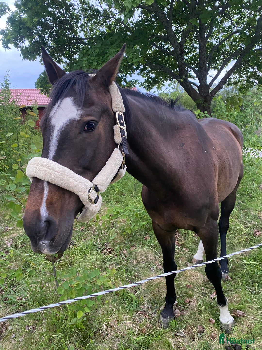  foderhäst finnes: Halvblodsto kan lånas ut över vintern  i Sundsvall - Annons 1
