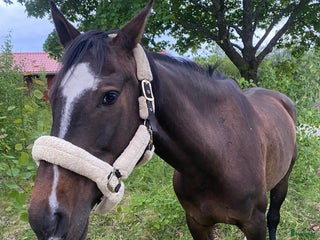 foderhäst Halvblodsto kan lånas ut över vintern i Sundsvall - Annons 8