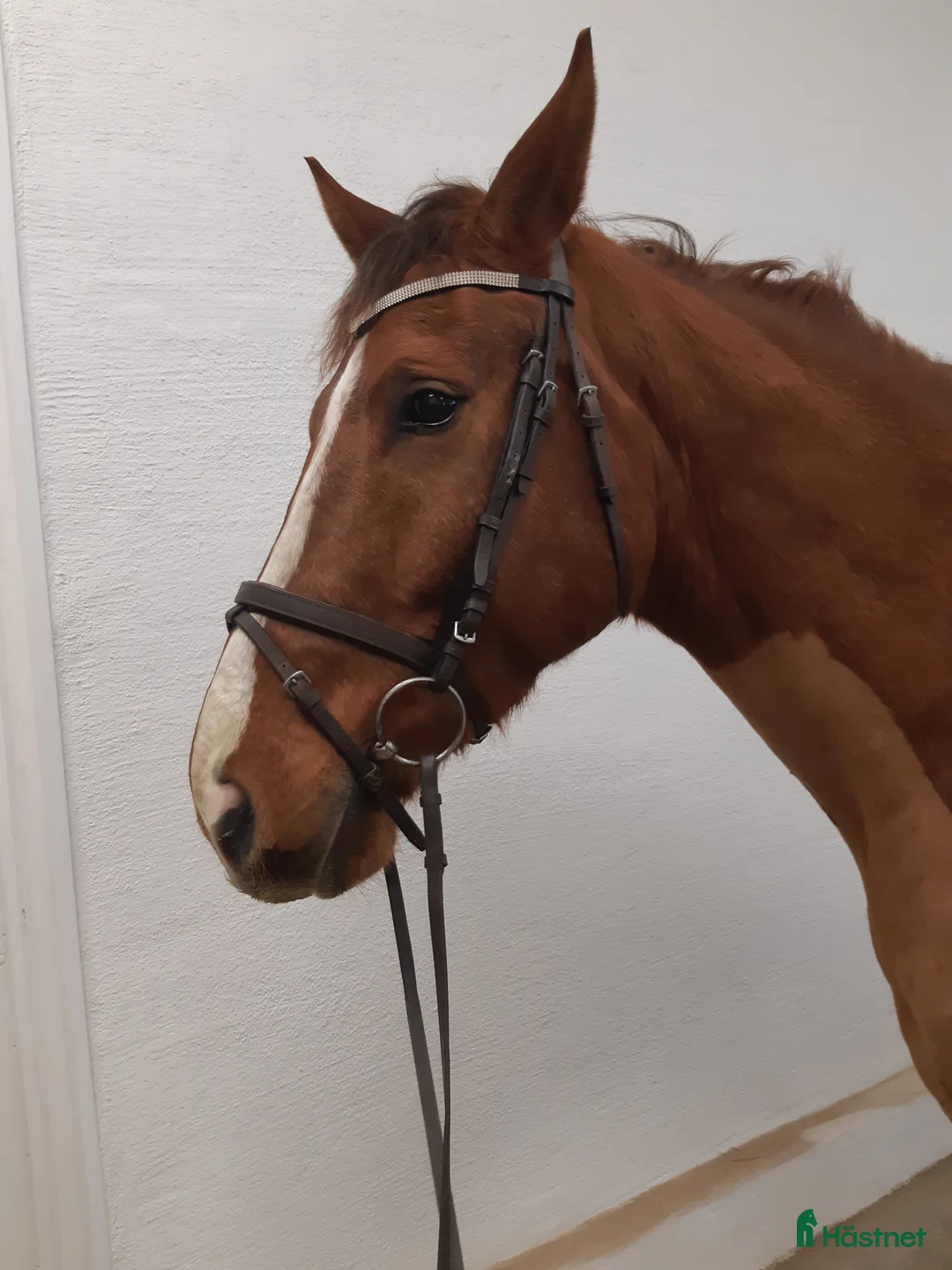 Allround hästar till salu: Svenskfödd val född 2022 - Annons 1