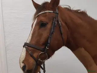 hästar Svenskfödd val född 2022 - Annons 17