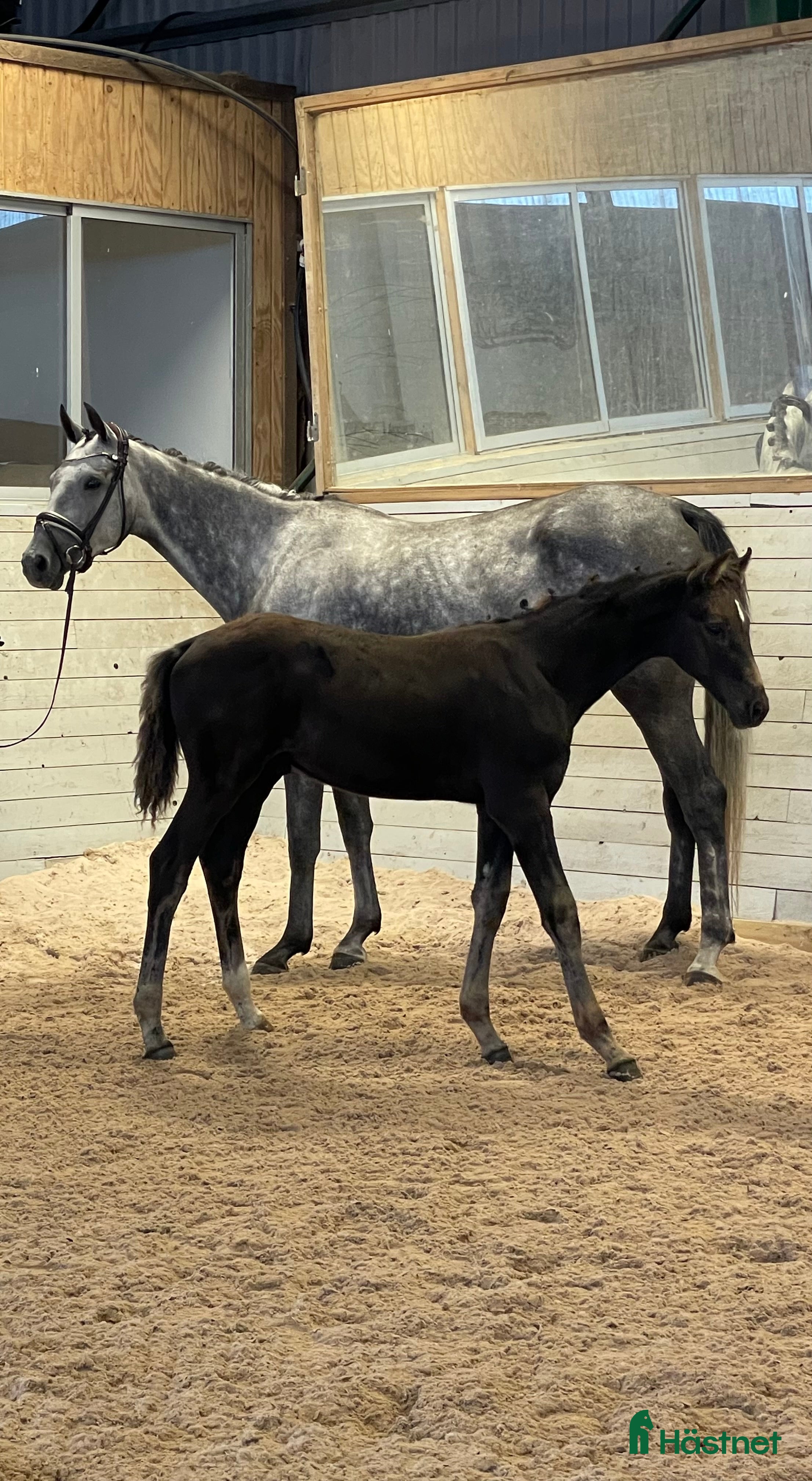  hästar Svart hingst e.Skyline to B i Falkenberg - Annons 5