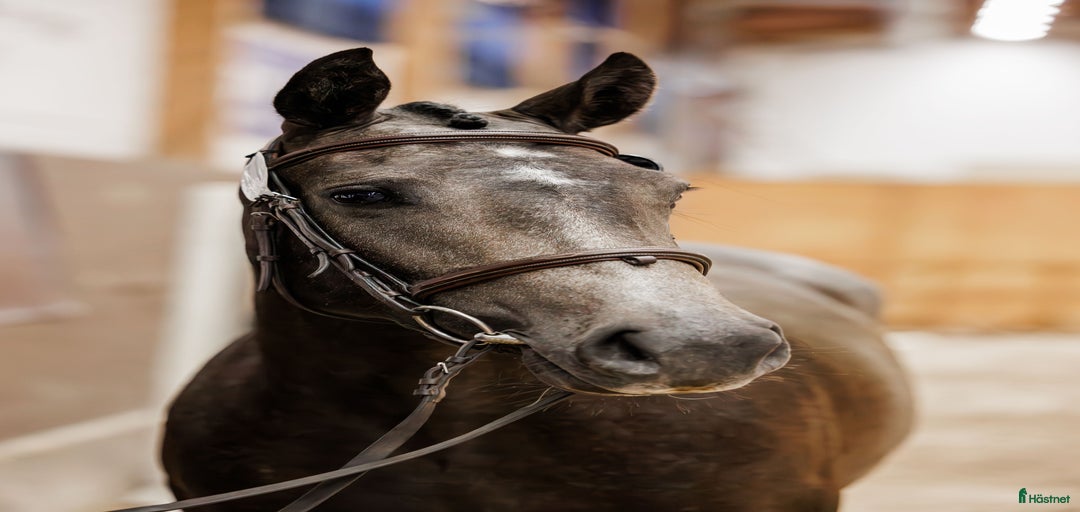 Galleribild {{count}}