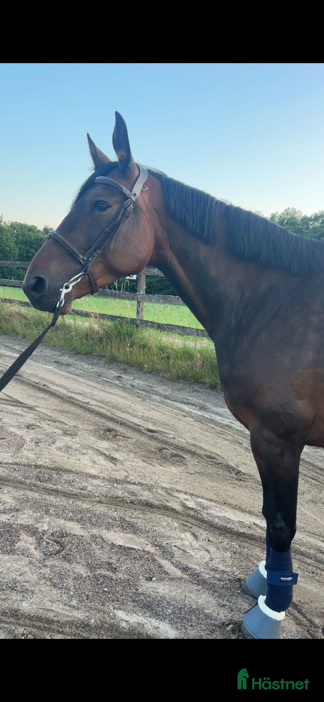 Allround hästar till salu: Min fina häst vill hitta ett nytt hem i Munka-ljungby - Annons 2