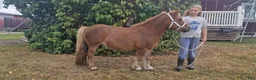 Övrigt hästar till salu: 🌸 Vacker 10-årig shetlandsponnysto till salu 🌸 - Annons 2