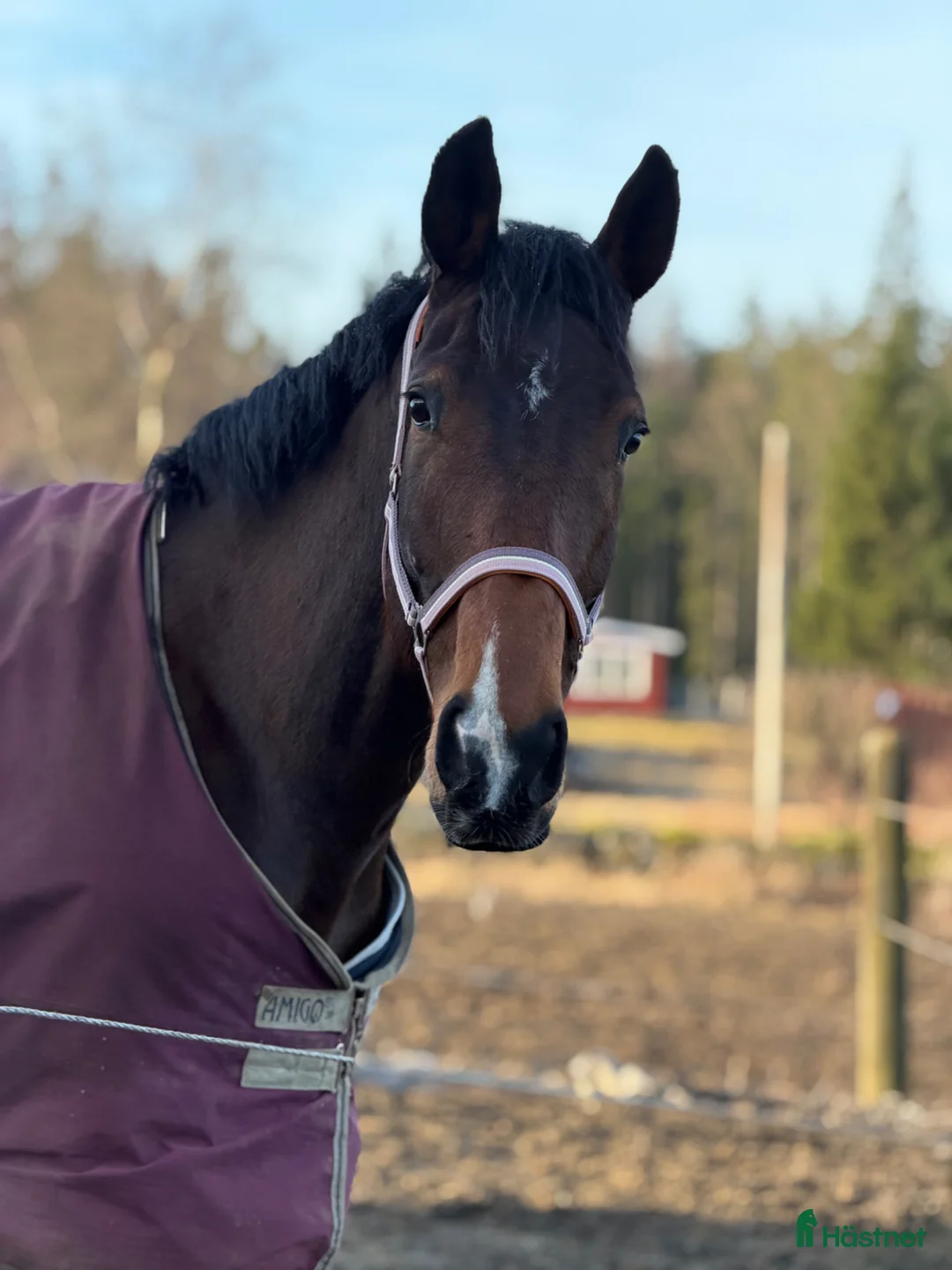 Allround hästar till salu: Trevligt sto!  - Annons 2