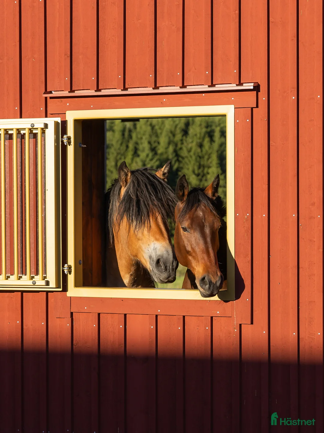  stallplats finnes: Trygg hästpassning, mer än bara bete - Annons 5