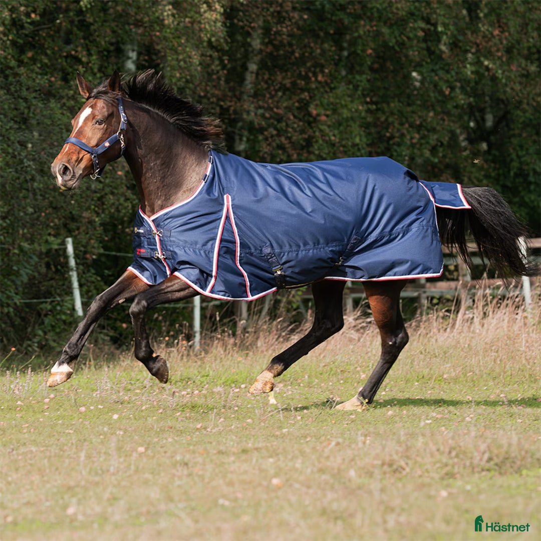 Täcken hästutrustning till salu: Regntäcke 50g i Skövde - Annons 2