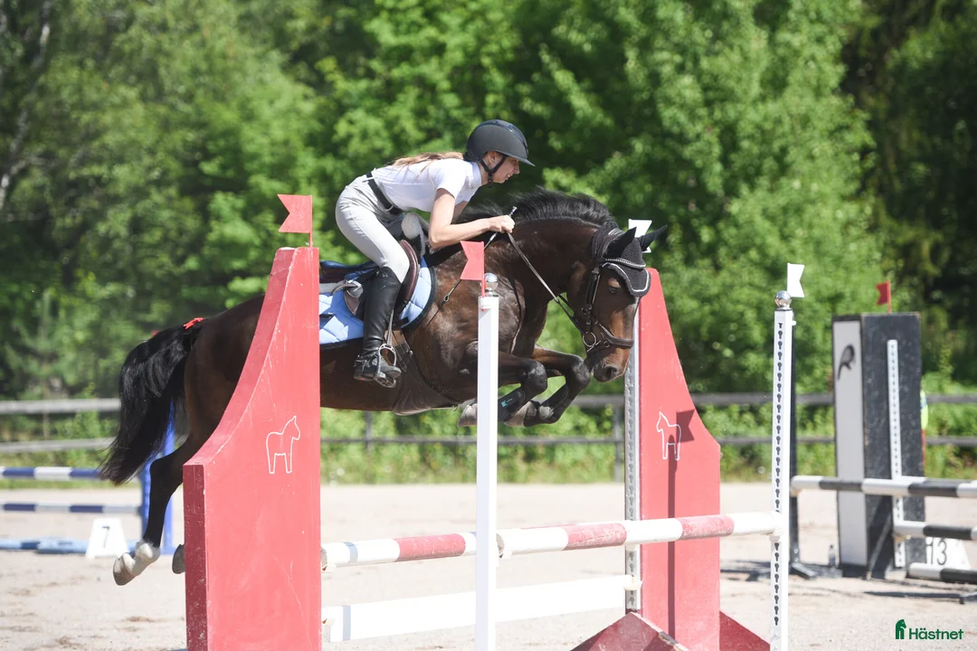 Hoppning hästar till salu: Talangfull maxad C-ponny med kapacitet för toppen - Annons 2