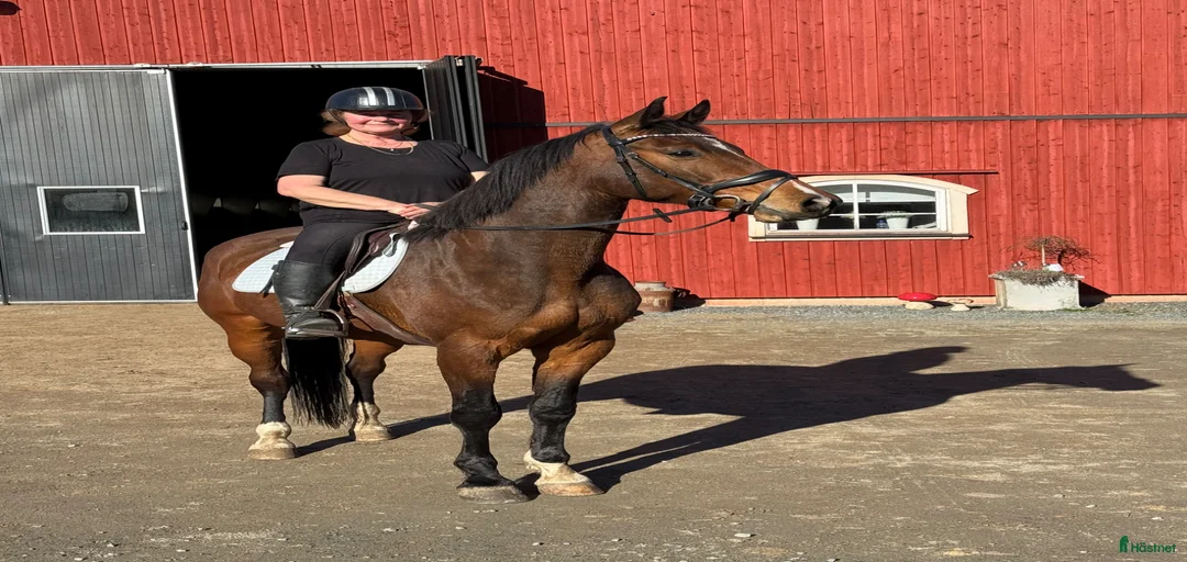 Galleribild {{count}}