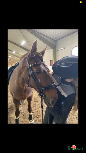 Galleribild {{count}}