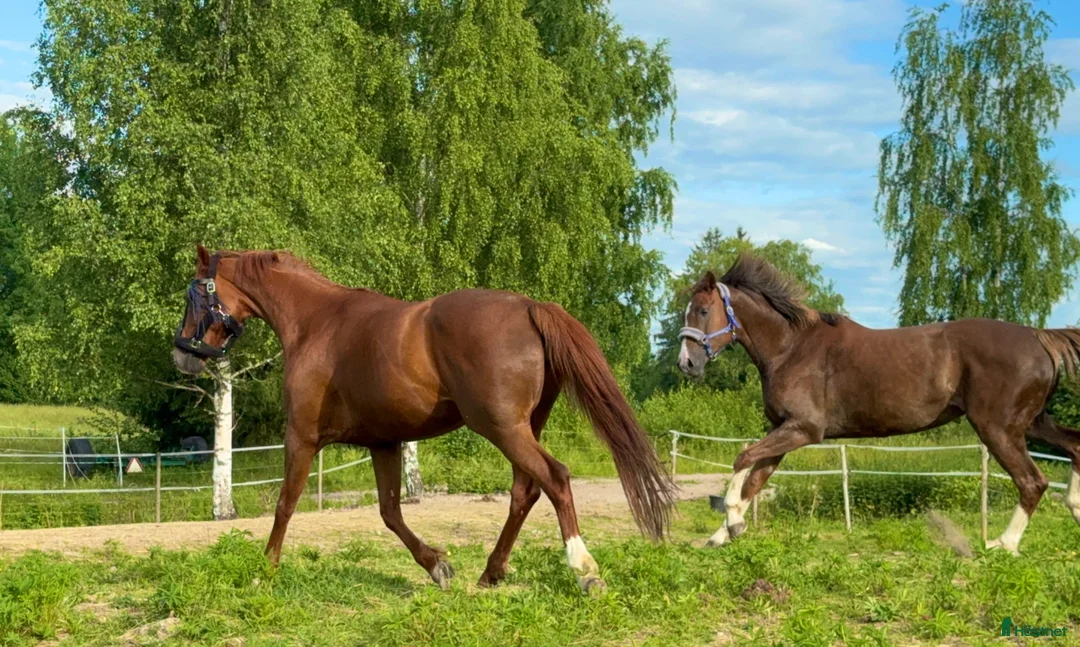  hästservice finnes: Rehab och konvalescens i lugn miljö - Annons 2