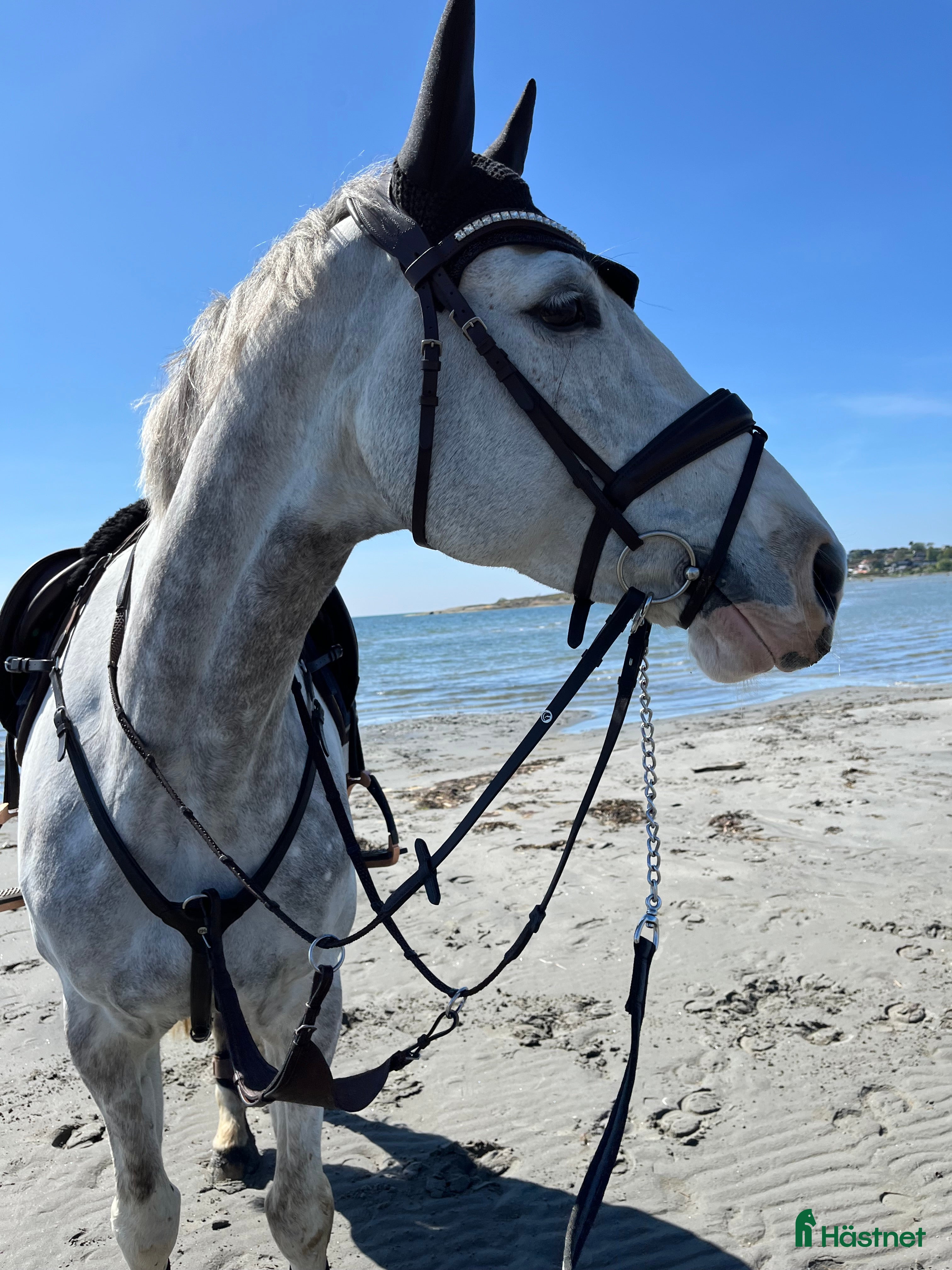  hästar Charmigt sto för den erfarna ryttaren - Annons 2