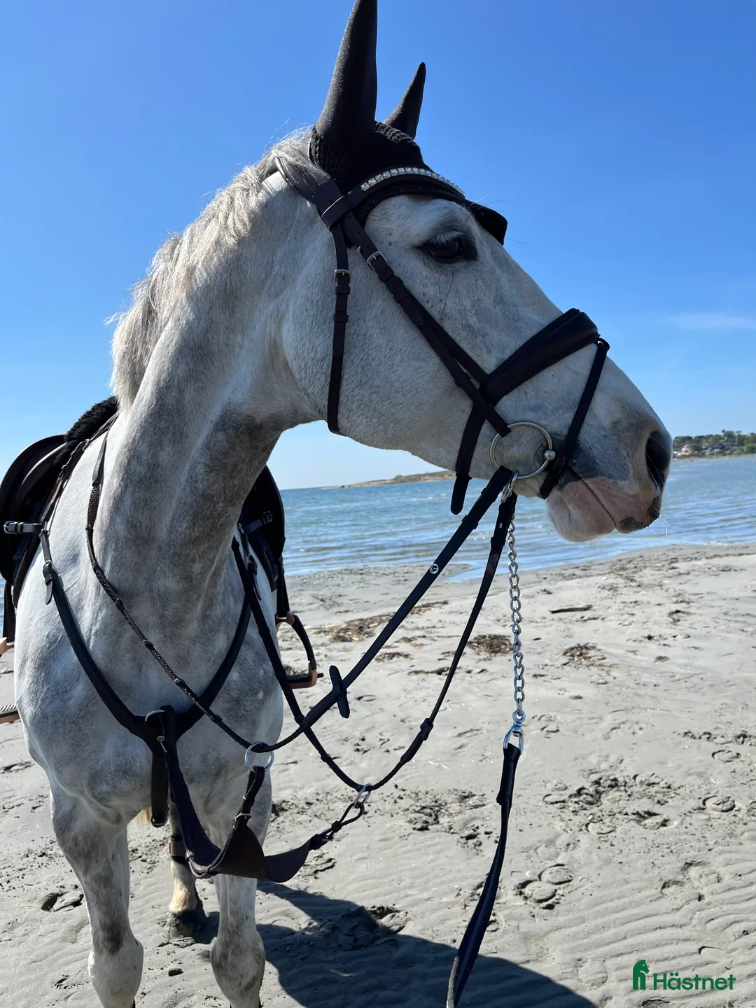 Hoppning hästar till salu: Charmigt sto för den erfarna ryttaren - Annons 1