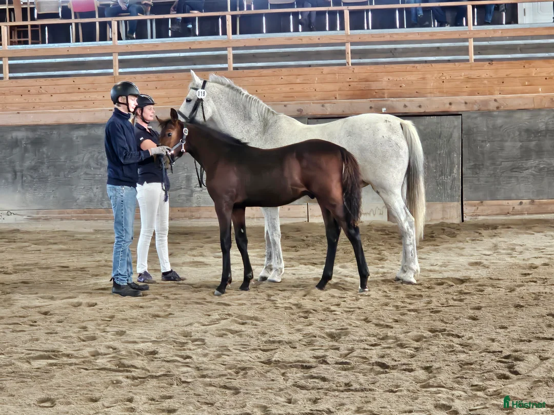 Hoppning hästar till salu: Xör e: Fetcher N (SWB) 1134 i Köpingsvik - Annons 2
