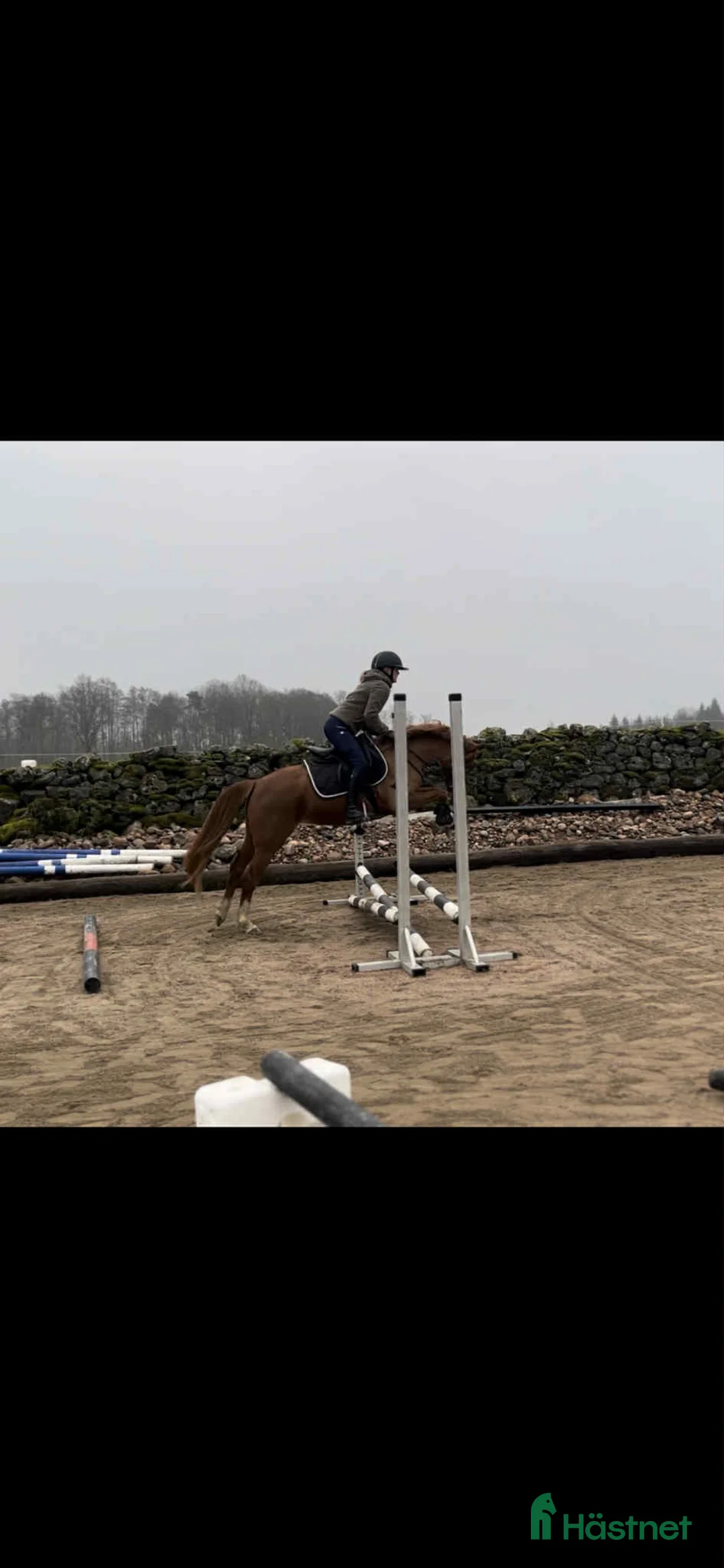 Hoppning hästar till salu: 5 årig Multitalang  - Annons 2