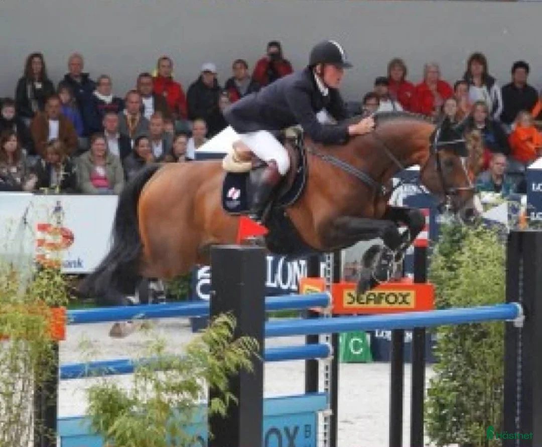 Hoppning hästar sökes: 🛑Bytes/Säljes 🛑 toppavelssto mot unghäst.  - Annons 6