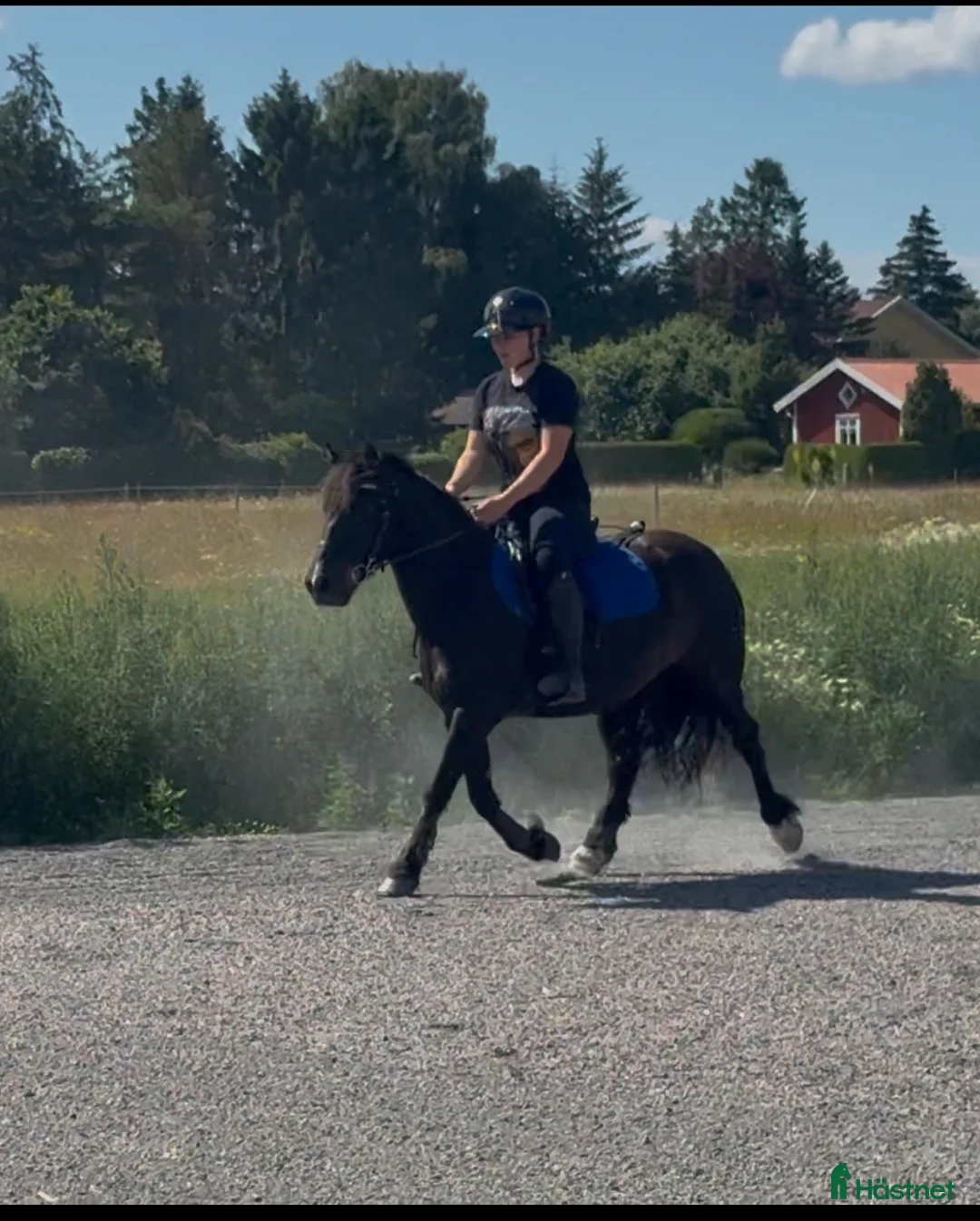 Allround hästar till salu: Två trevliga B-ponnysar söker nytt hem 🐴 i Skara - Annons 2