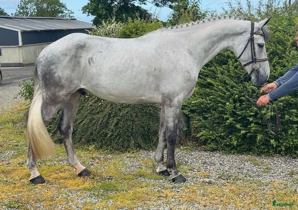  hästar Superfin 7 årig D ponny  - Annons 3