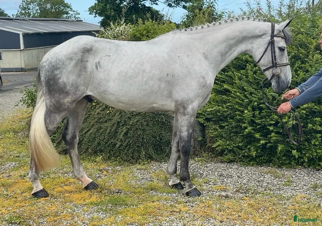 Hoppning hästar till salu: Superfin 7 årig D ponny  - Annons 1