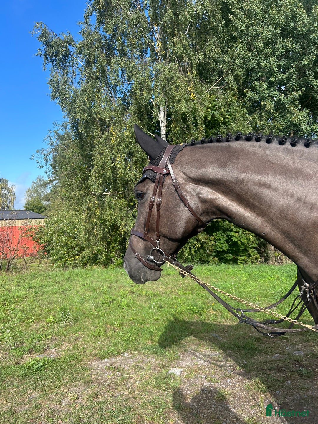  hästjobb finnes: Hästskötare  i Ekolsund - Annons 3