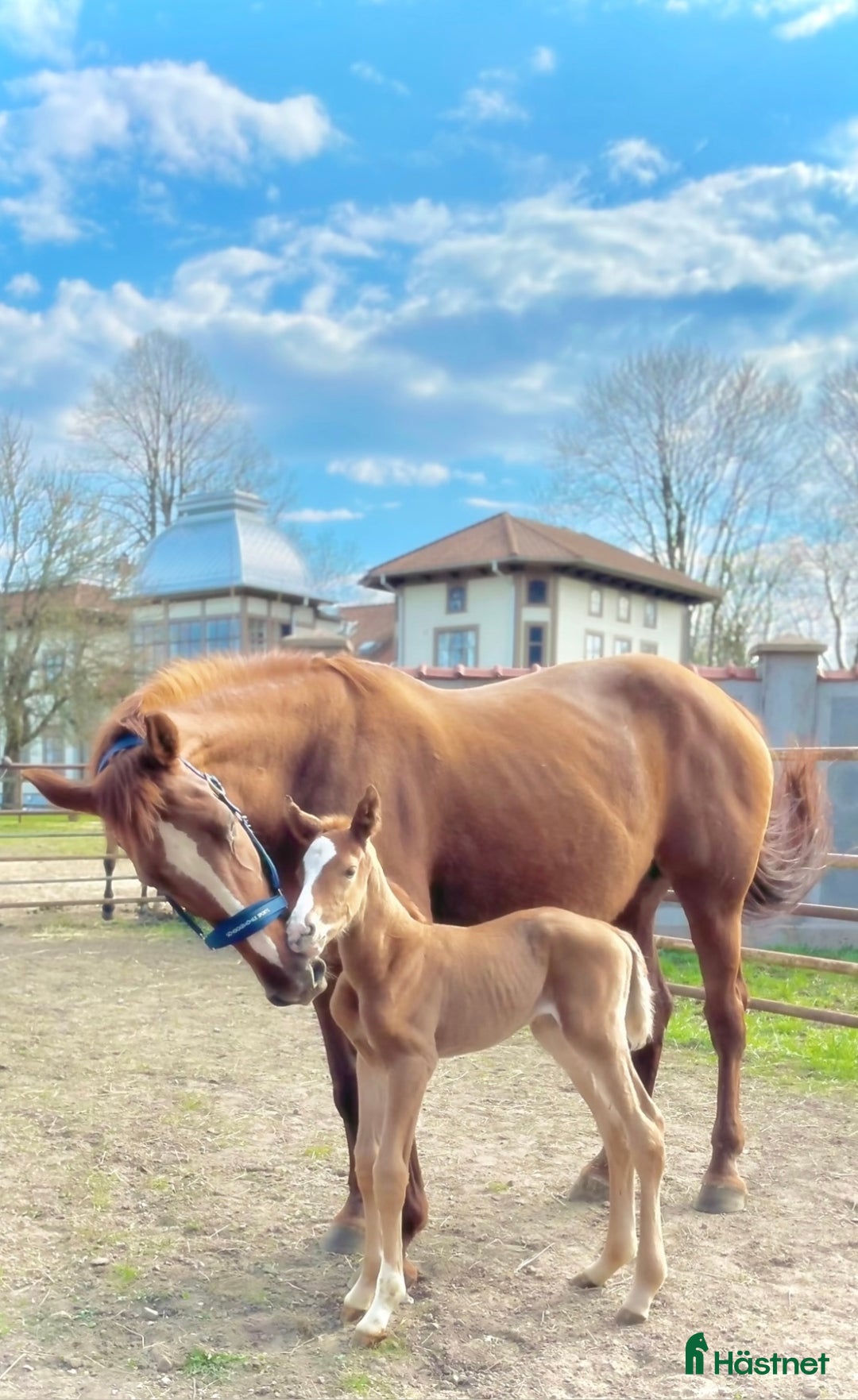 Allround hästar till salu: Sto med fin stam säljes till varaktigt hem! i Fritsla - Annons 2